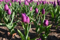 icetulip_230105_03