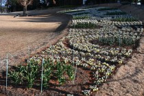 icetulip_230105_04