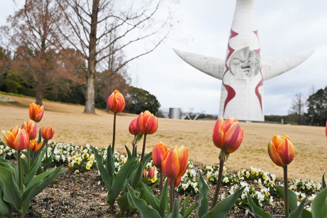 icetulip_230214_02