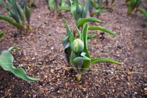 icetulip_231212_02
