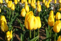 icetulip_240130_02