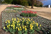 icetulip_240206_02