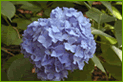 Hydrangea