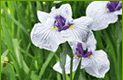 Japanese Iris