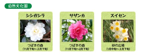 万博記念公園　自然文化園　1月の見ごろの花