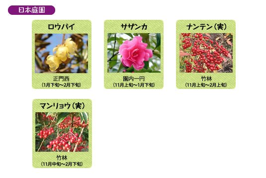 万博記念公園　日本庭園　1月の見ごろの花