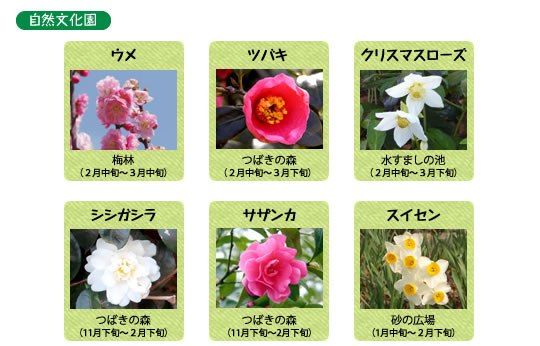 万博記念公園　自然文化園　2月の見ごろの花