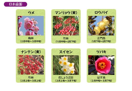 万博記念公園　日本庭園　2月の見ごろの花