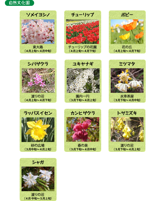 万博記念公園　自然文化園　4月の見ごろの花