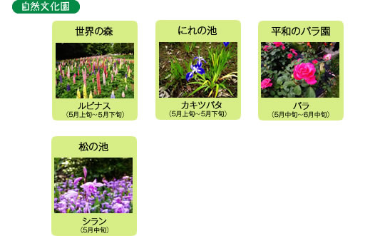 万博記念公園　日本庭園　5月の見ごろの花