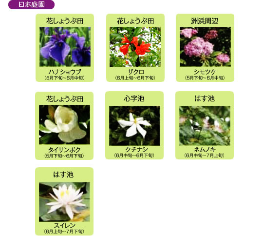 万博記念公園　日本庭園　6月の見ごろの花