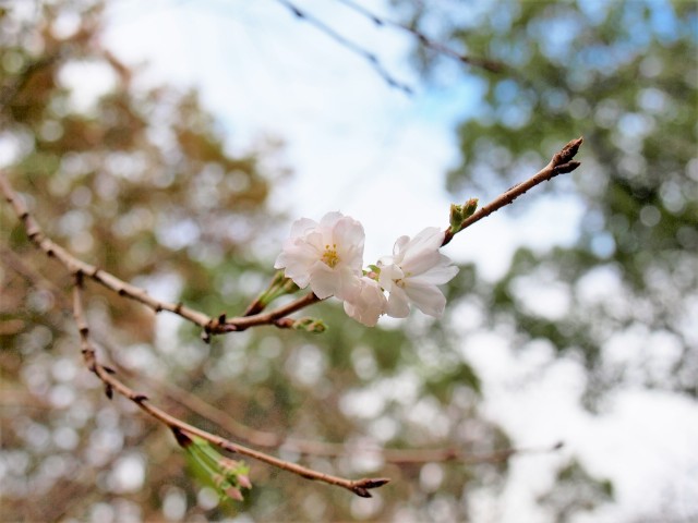 jugatsuzakura_211012_01