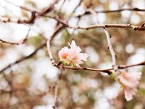 jugatsuzakura_211012_02