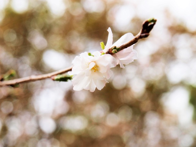 jugatsuzakura_211026_01
