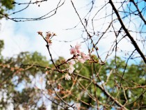 jugatsuzakura_211026_02