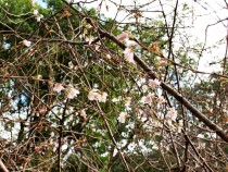 jugatsuzakura_211026_03