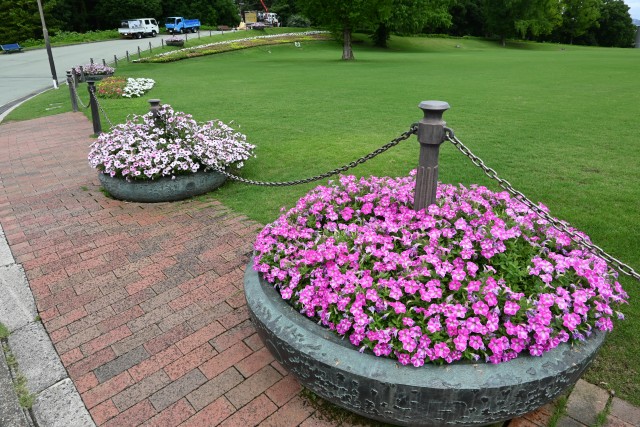 kadan_ petunia_250625_01