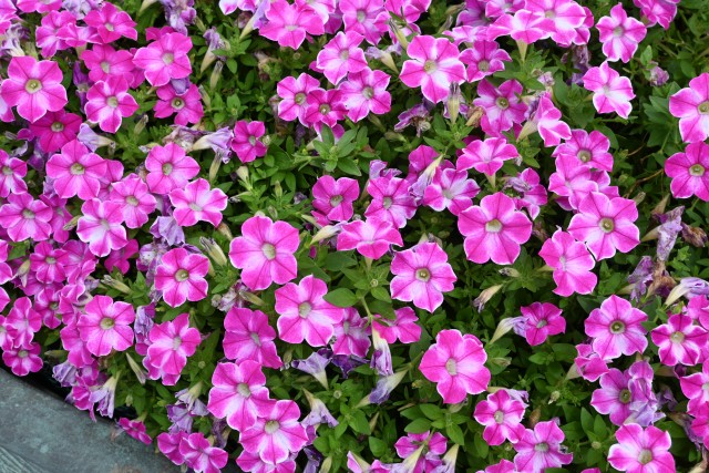 kadan_ petunia_250625_02