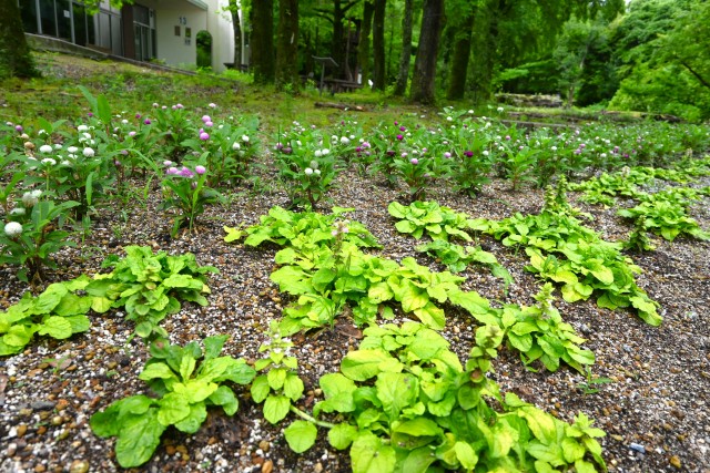 kadan_ solard _ajuga_250625_01
