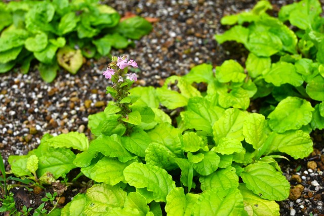 kadan_ solard _ajuga_250625_02