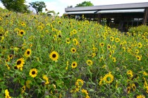 kadan_aporon_250909_02