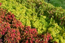 kadan_colius_250903_02