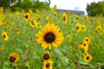 kadan_himawari_250825_02