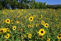 kadan_himawari_250916_02