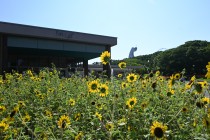 kadan_himawari_250916_03