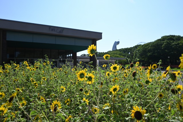 kadan_himawari_250916_03