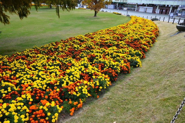 kadan_hiroba_251119_01