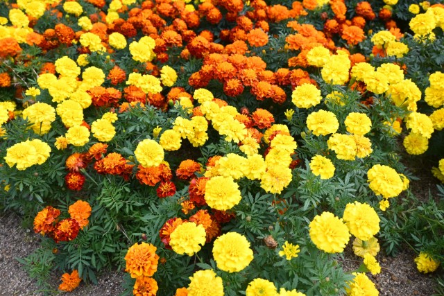 kadan_hiroba_251119_02