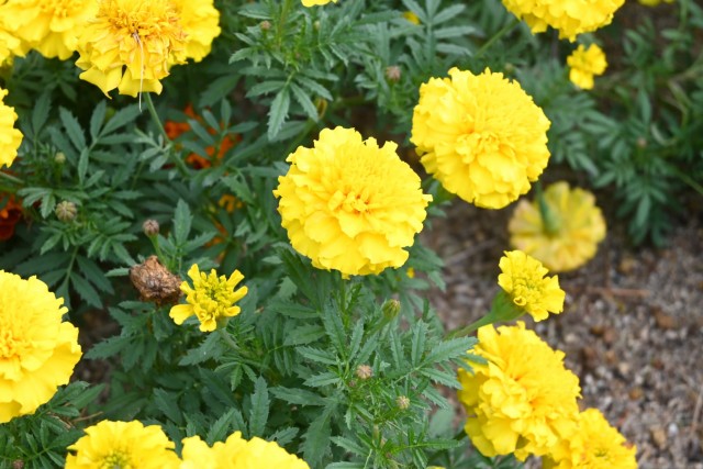 kadan_hiroba_251119_03