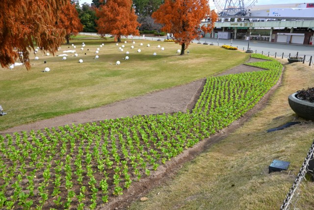 kadan_kanzaki_251203_01