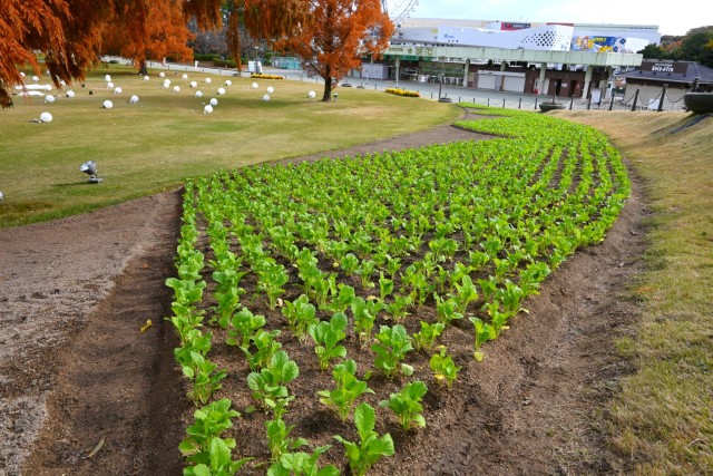 kadan_kanzaki_251203_02