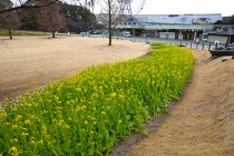 kadan_kanzakinanohana_250212_04
