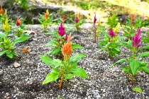 kadan_keito_250916_02