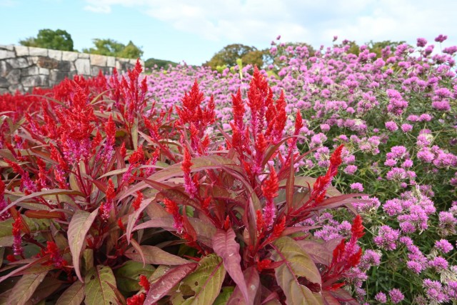 kadan_keito_251029_02