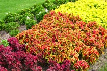 kadan_kolius_250827_02