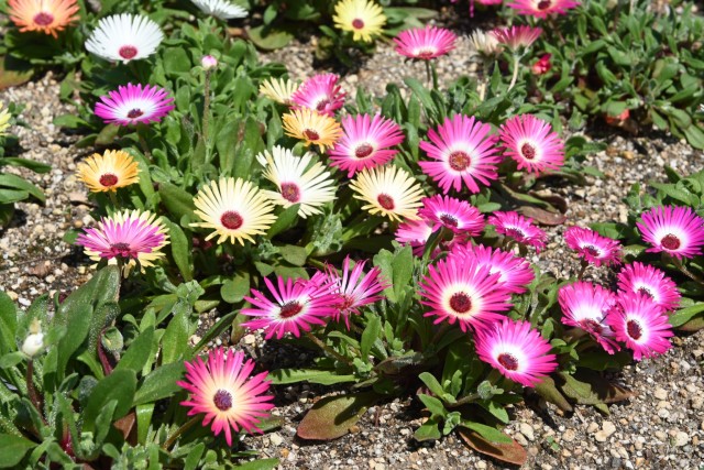 kadan_livingstone_260408_02