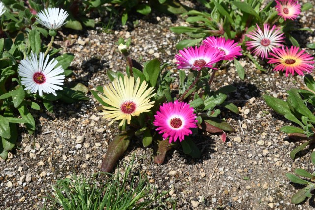 kadan_livingstone_260408_04