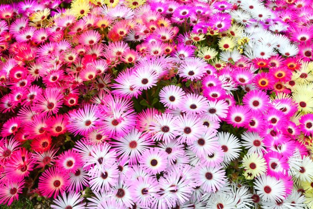 kadan_livingstone_260429_03