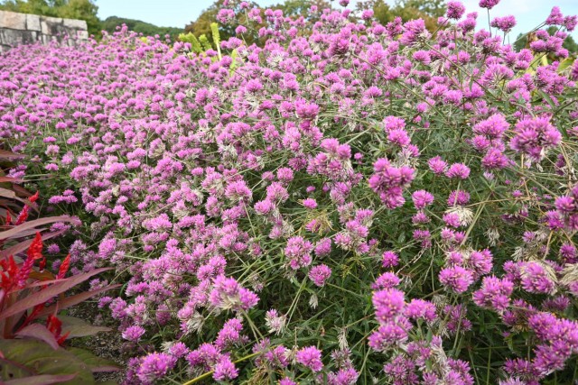 kadan_lovelove_251029_01