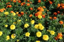 kadan_mary_251023_02