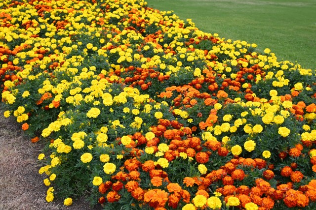 kadan_mary_251106_02