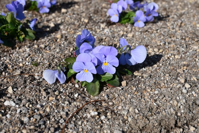 kadan_mizunohiroba_260114_02