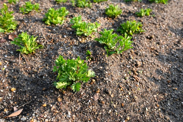 kadan_parkcafe_251217_03