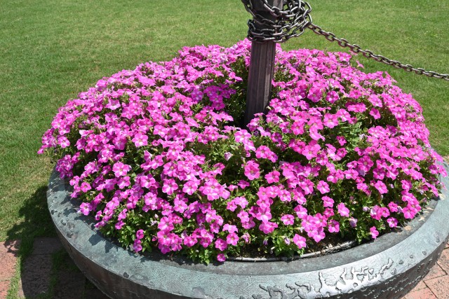 kadan_petunia_250618_01