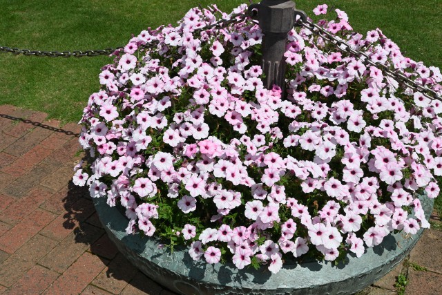 kadan_petunia_250618_02