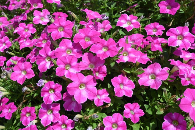 kadan_petunia_250618_03